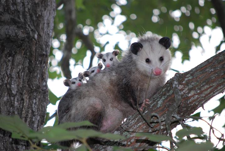 opossum-Small.jpg