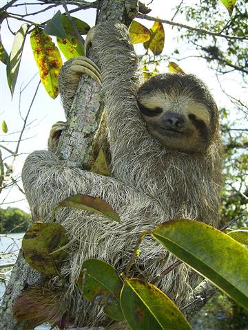 sloth-Small.jpg