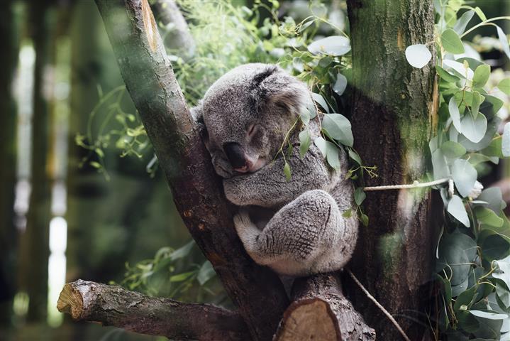 koala-Small.jpg
