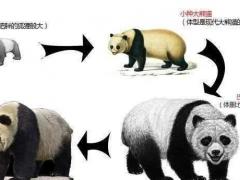 大熊猫的“出国”史