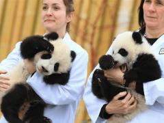我国为何要向外租赁大熊猫？