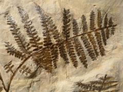 石炭纪二叠纪有哪些代表性古生物化石