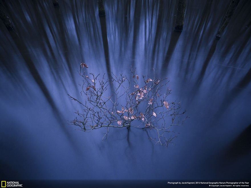2016-national-geographic-nature-photographer-of-the-year-winners-5-584fb78e2a33e__880.jpg