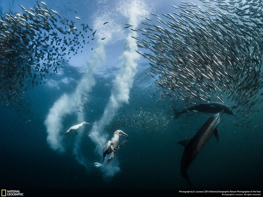 2016-national-geographic-nature-photographer-of-the-year-winners-1-584fb786a8c6c__880.jpg