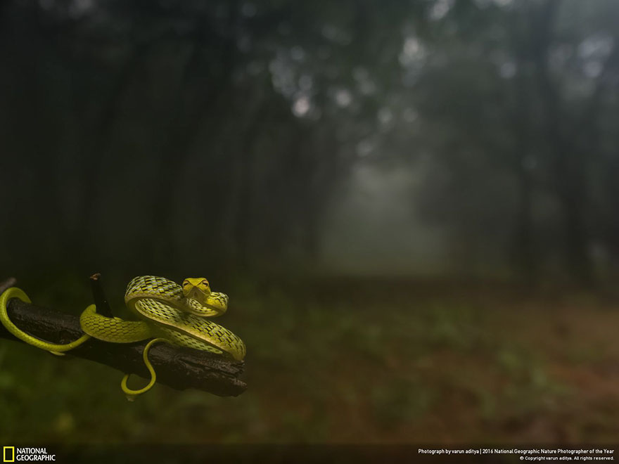 2016-national-geographic-nature-photographer-of-the-year-winners-9-584fb795a81e3__880.jpg