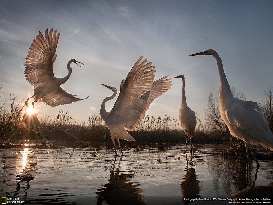 2016-national-geographic-nature-photographer-of-the-year-winners-3-584fb78a43274__880.jpg